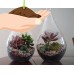 2 Pack Succulent Terrariums-Lg Tear Drop Terrariums W/ Plants, Succulent Terrariums By CTS Air Plants   